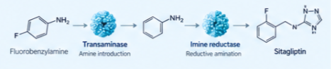 Sitagliptin enzyme conversion example
